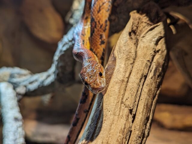 Mr.Snake_Exoten_TierheimChemnitz