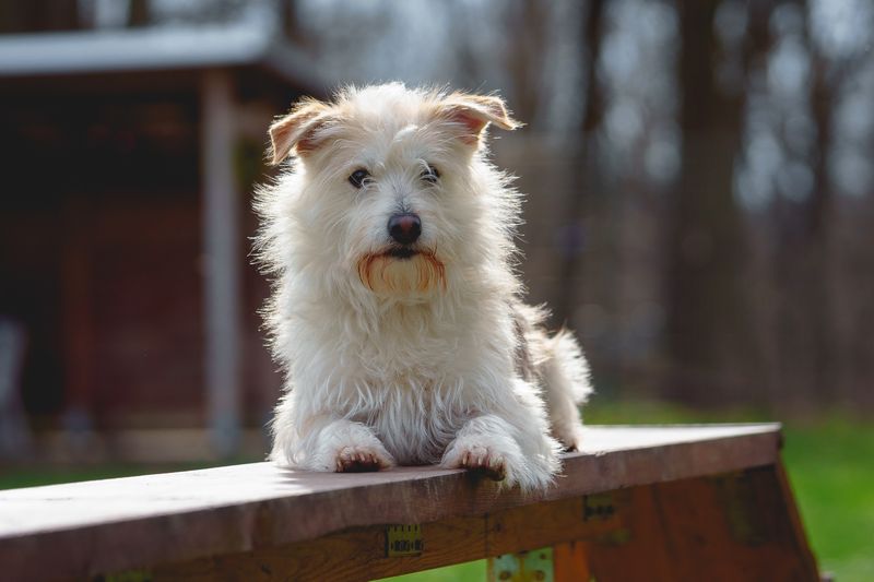 Heinz-Dieter_Hunde_TierheimChemnitz